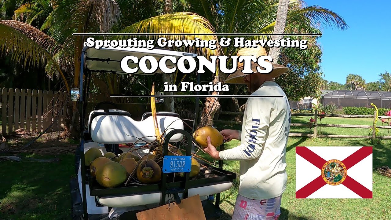 Sprouting Growing and Harvesting Coconuts in Florida