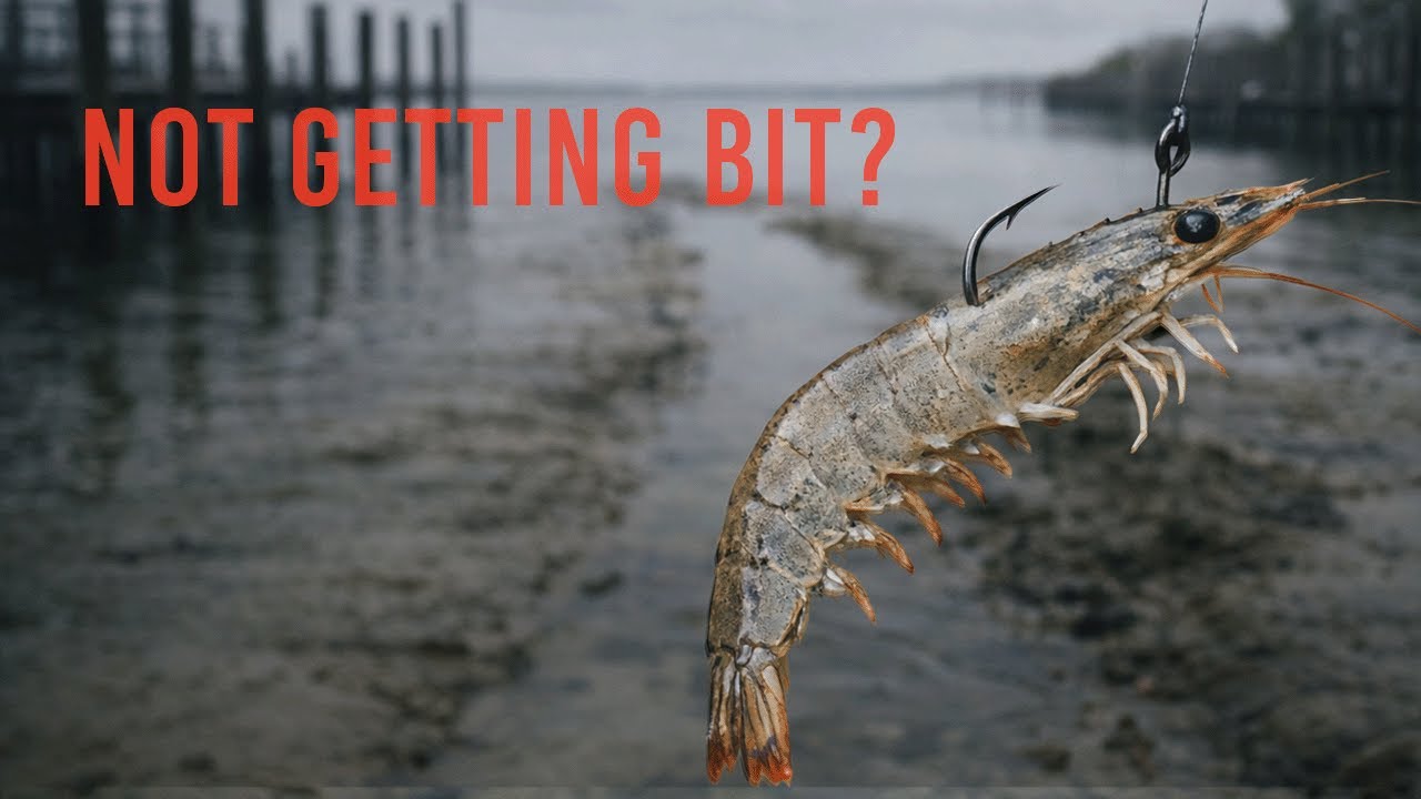 Why You’re Not Getting Bit on Shrimp (Winter Fix)