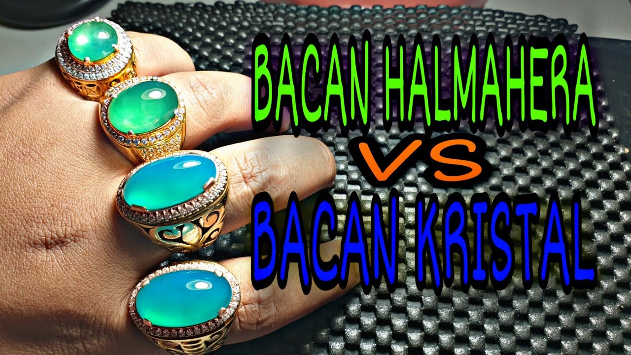 BACAN HALMAHERA VS BACAN KRISTAL  | UPDATE STOCK