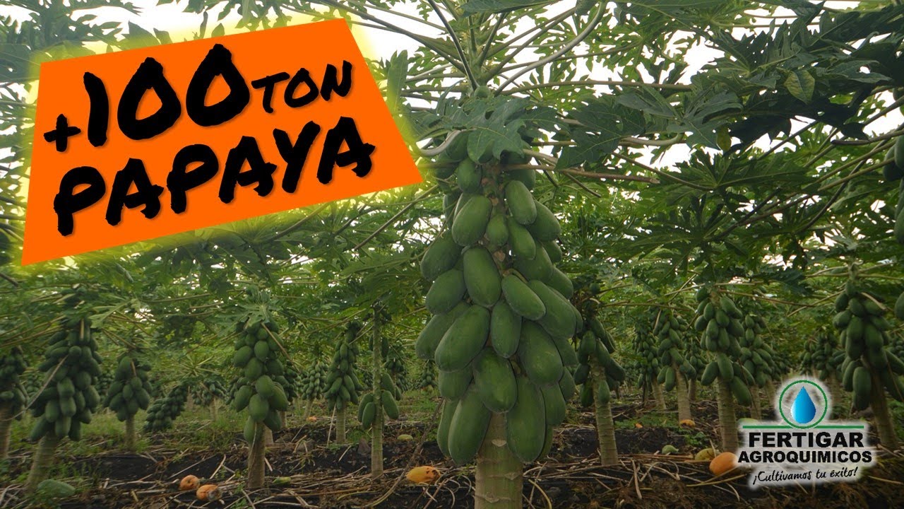 Cultivo de papaya en huertas con producción de más de 100 toneladas.