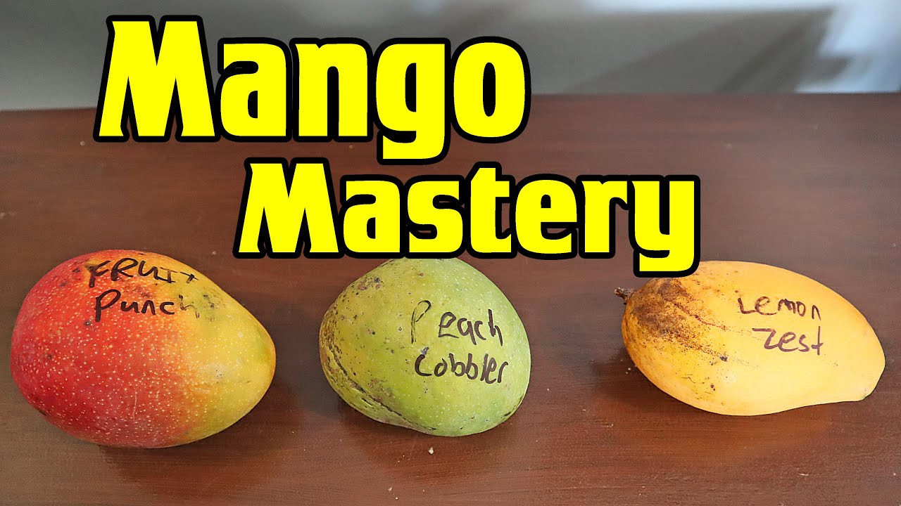 Trying Mangoes From The World's Largest Mango Collection (Lemon Zest, Fruit Punch & Peach Cobbler)
