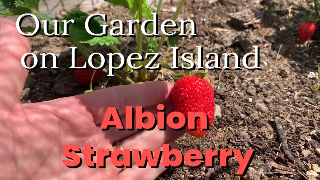 Albion Strawberry in our Lopez Island Garden