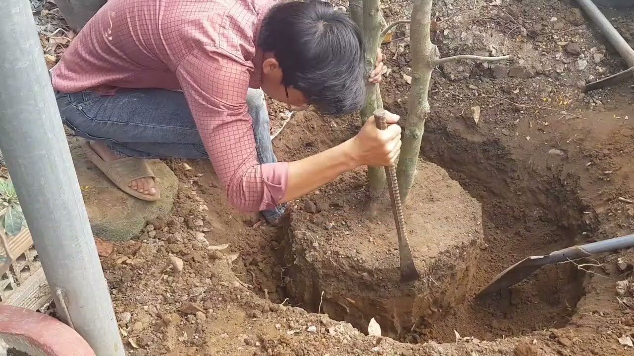 The process of putting bonsai plum tree grown in the ground into a pot