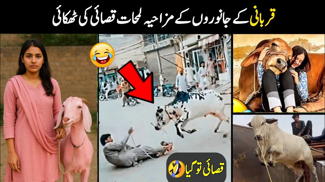 Qurbani Animals Funny Moments 😂 Part 01 | Bakra Eid Funny Moments