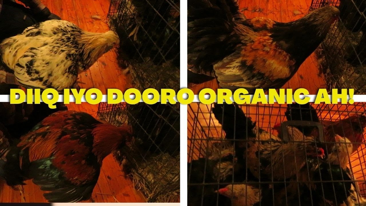 DIIQ IYO DOORO ORGANIC AH! BARAARAHA BAADIYAHA YAALO!