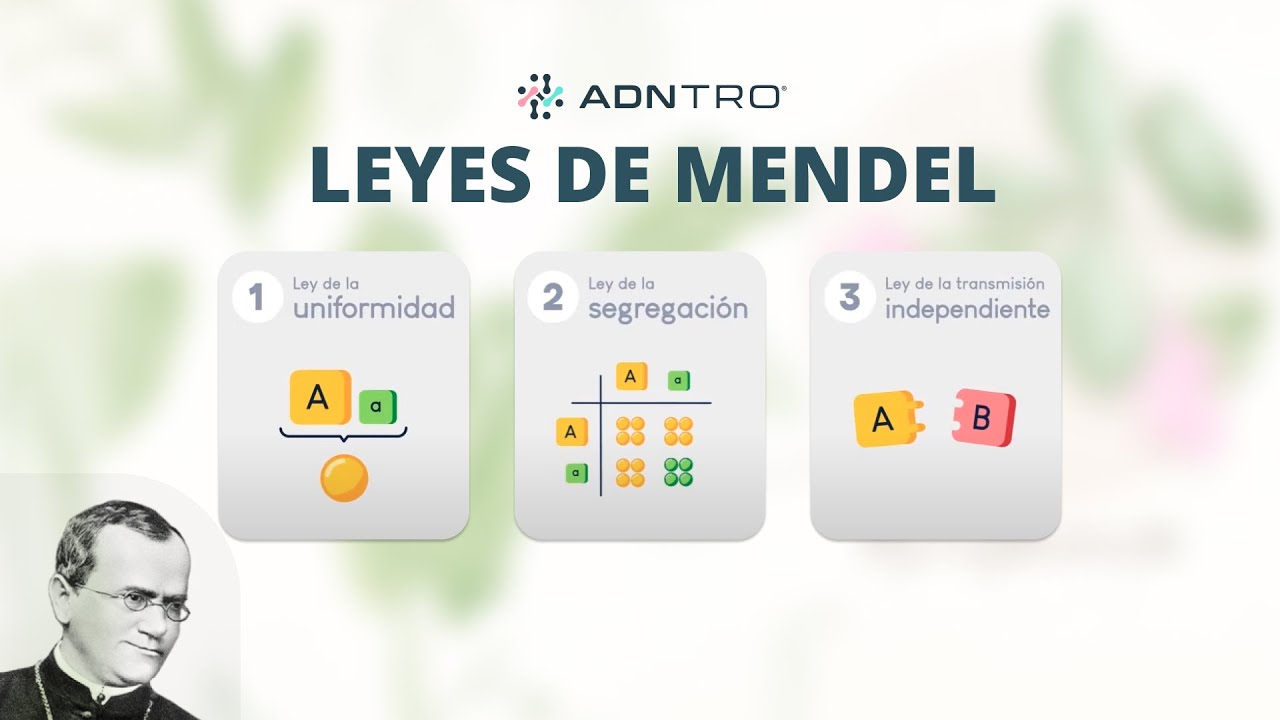 Las leyes de Mendel en menos de 5 minutos