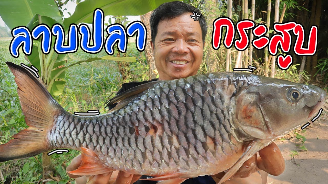 ไม่เคยทำมาก่อน!! ลาบปลามุงหมะล้อ กินแบบนี้ปลอดภัย 100% สูตรนี้เด็ดมาก!