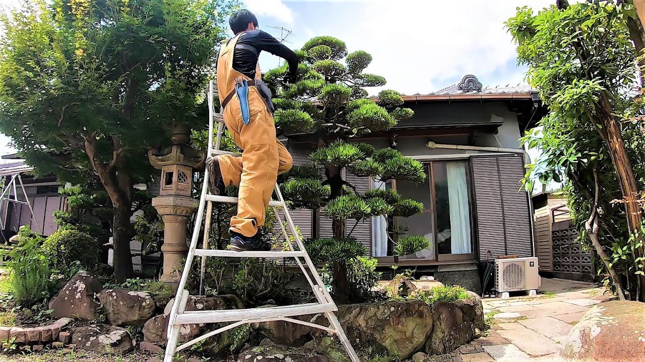 【ラカンマキの剪定♪】玉散らし仕立てを片手刈込鋏で♪