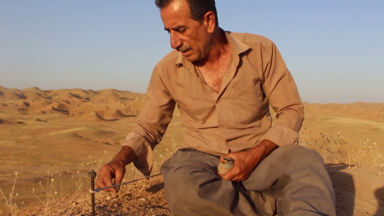 راو كردن