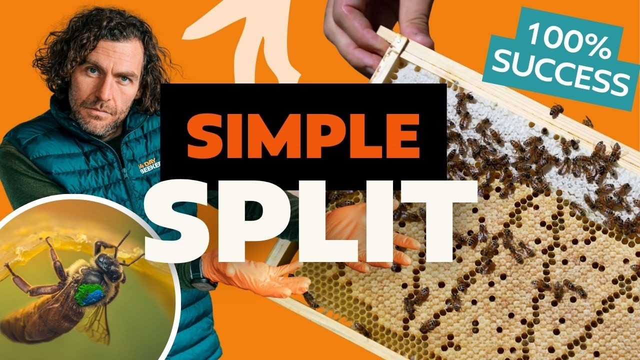 How To Split A Beehive In Spring - Making Strong Two Frame Splits For Reliable Colony Growth