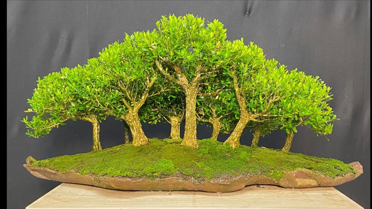 COMO FAZER BONSAI DE FLORESTA - YOSE UE - PARTE 2