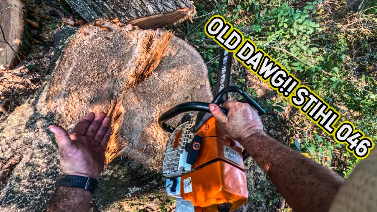 CUTTING TIMBER with my OLD SKOOL STIHL 046…#260 #stihlchainsaw #stihl #logging #horselogging 