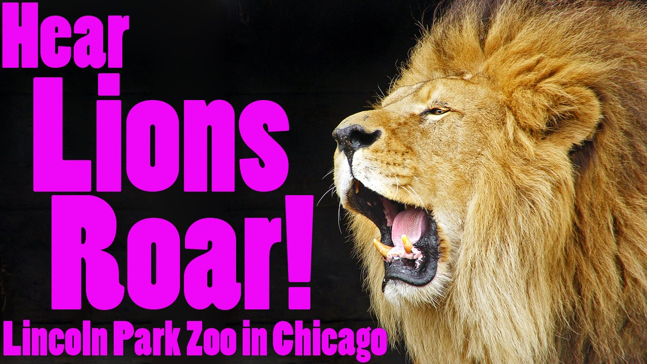 Roaring Lions At Lincoln Park Zoo In Chicago Illinois