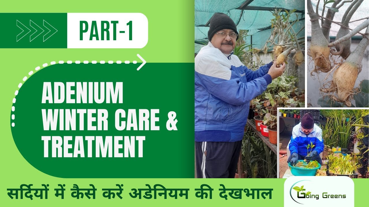 Adenium Care in Winter (Part 1) I सर्दियों में कैसे करें अडेनियम की देखभाल #adenium #adeniumcare