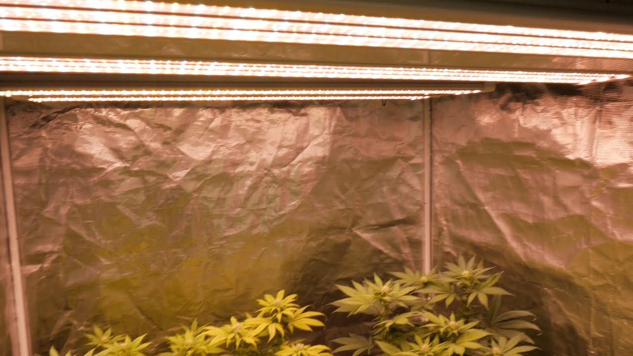 ELECTRIC SKY 300 LED GROW LIGHT REVIEW AND UNBOXING