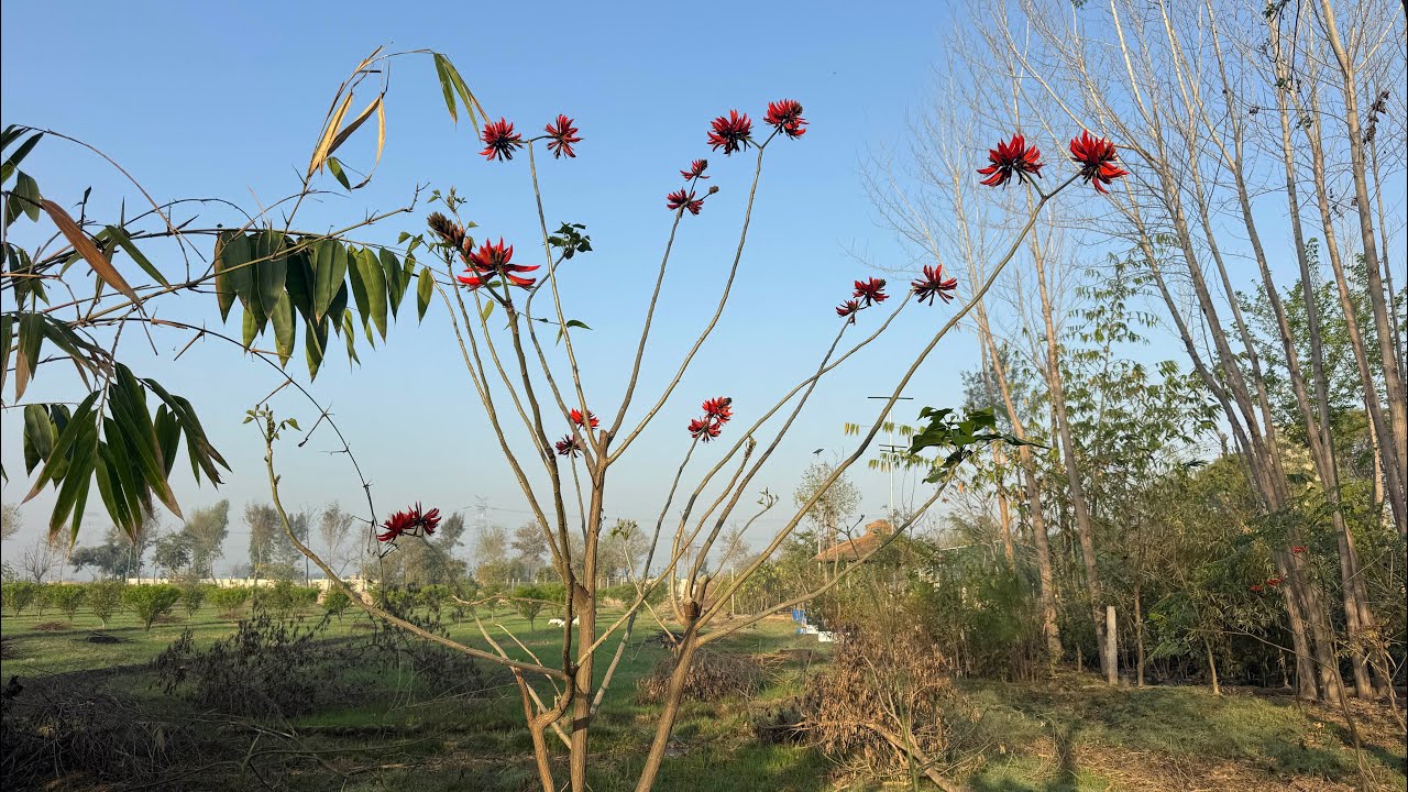 Orchard Blossom March 2026 |Pear Plum |