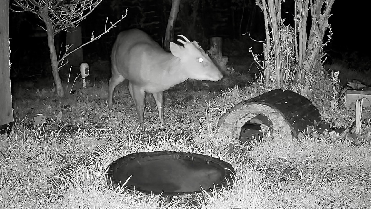 Wild Garden Diary February 7th-8th