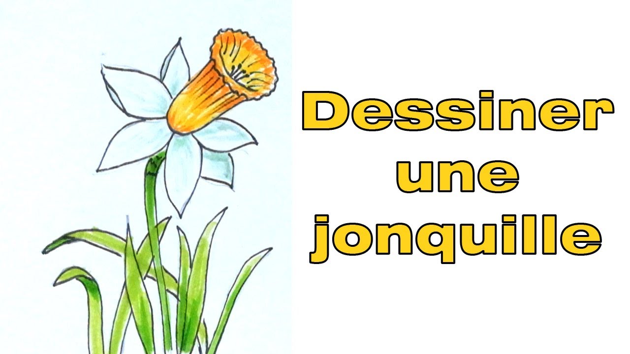 Comment dessiner une jonquille dessiner une fleur facile
