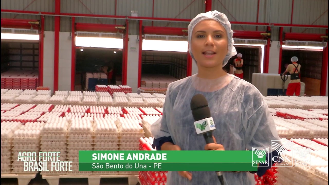 Produção de ovos é destaque no setor agropecuário de Pernambuco