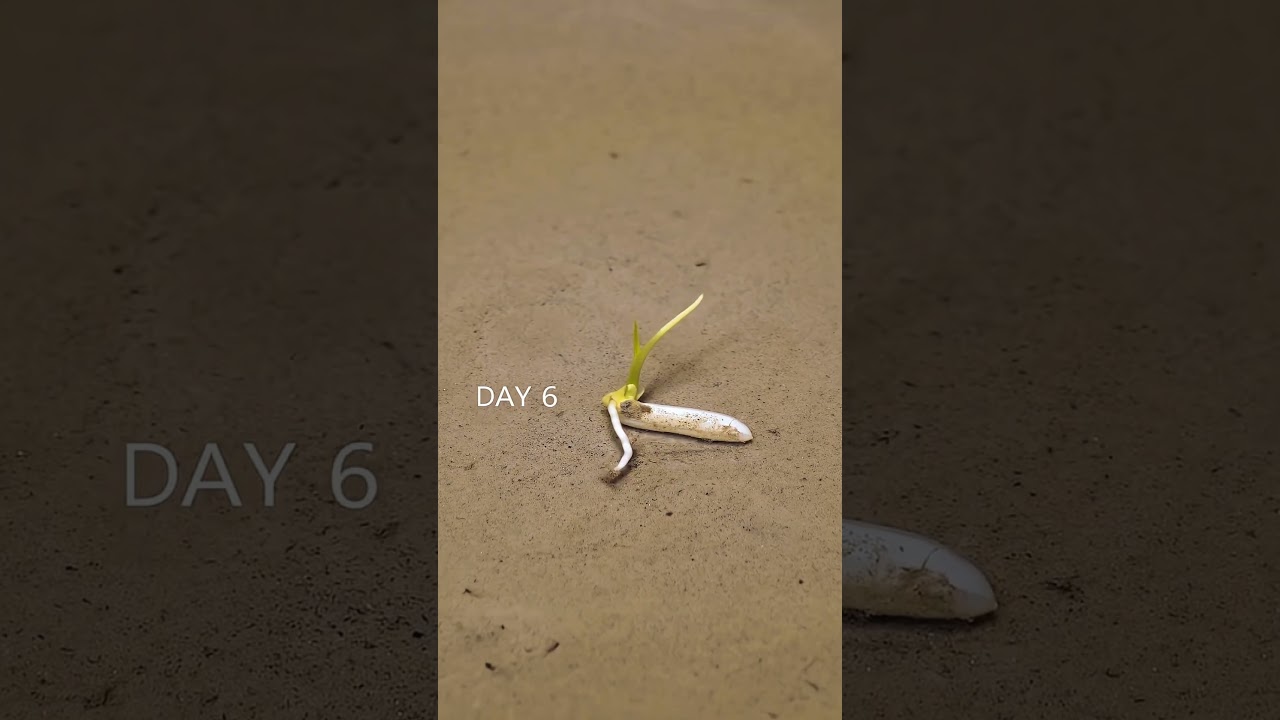 Growing Rice Under Water 🌾 | 16 Days in Seconds (Time Lapse) 