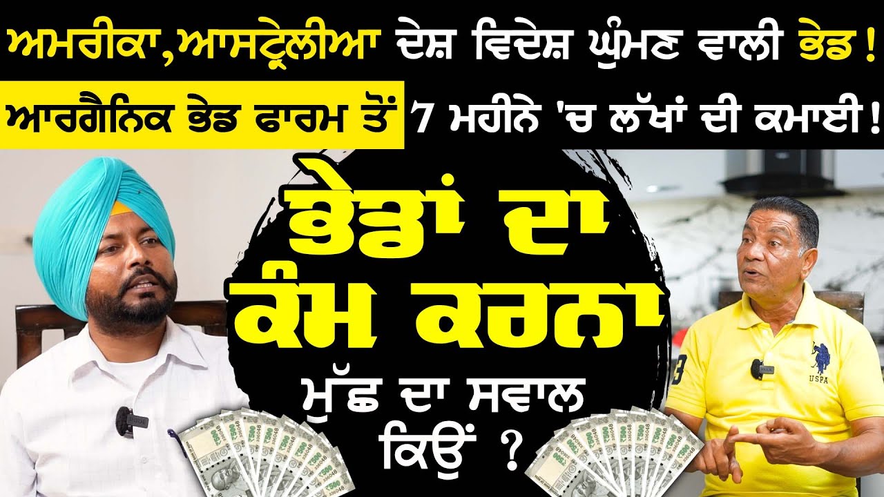 ਆਰਗੈਨਿਕ ਭੇਡ ਫਾਰਮ ਤੋਂ 7 ਮਹੀਨੇ 'ਚ ਲੱਖਾਂ ਦੀ ਕਮਾਈ ! Sheep Farming | Kang Goat and Sheep Farming| Sirlekh