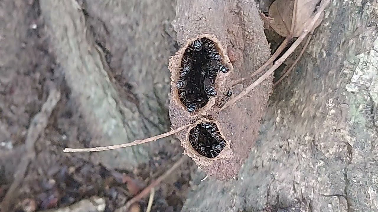 ABELHA LIMÃO  E SUAS CARACTERÍSTICAS