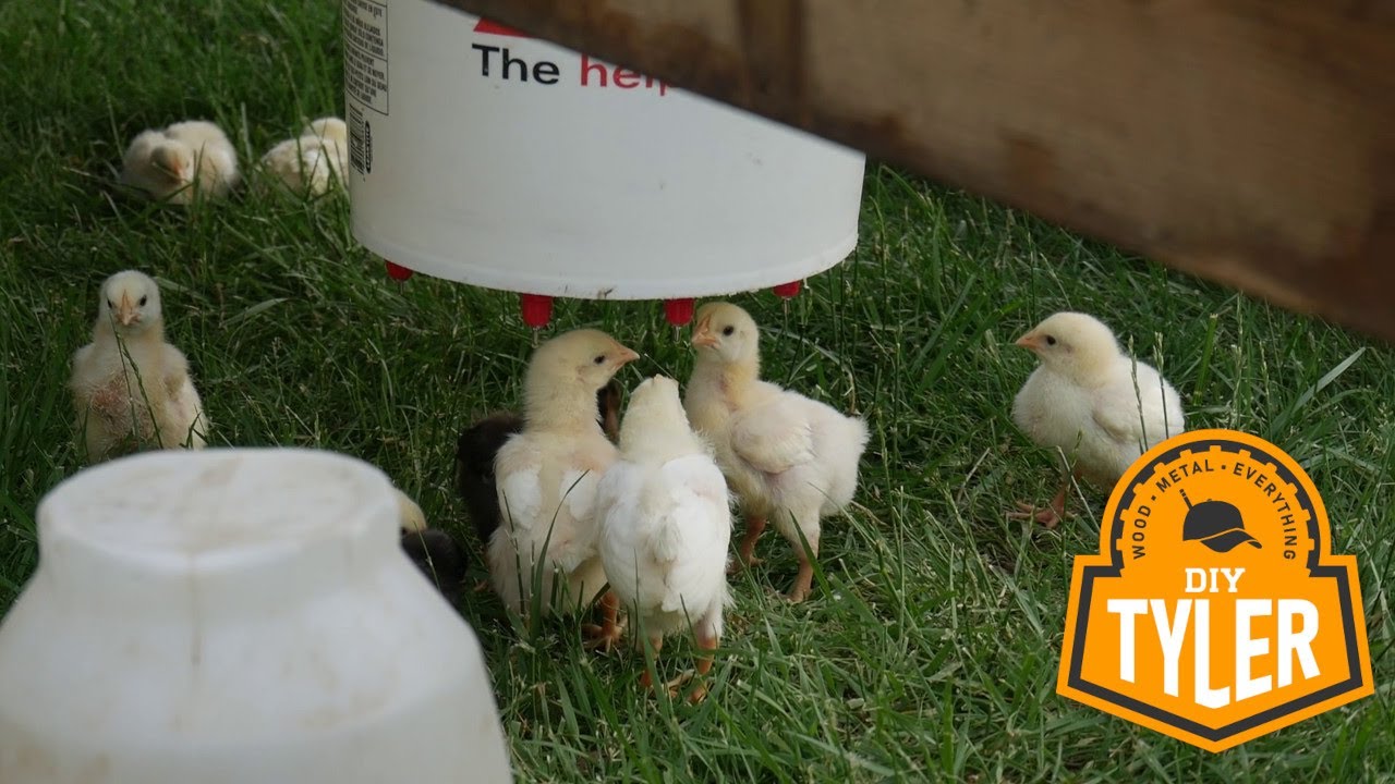 i'm done, becoming a Chicken Farmer | 15$ DIY Hanging Water Bucket. Portable Chicken Watering Bucket