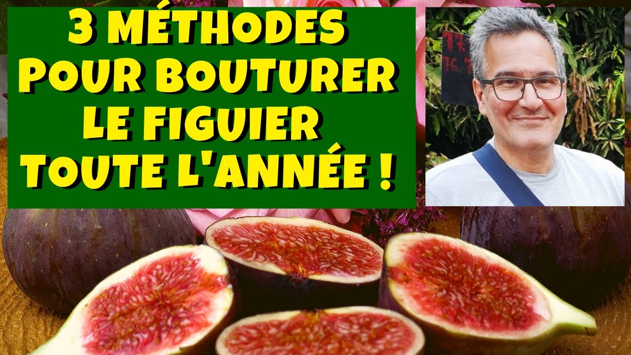 Figuier : 3 façons pour le bouturer toute l'année !