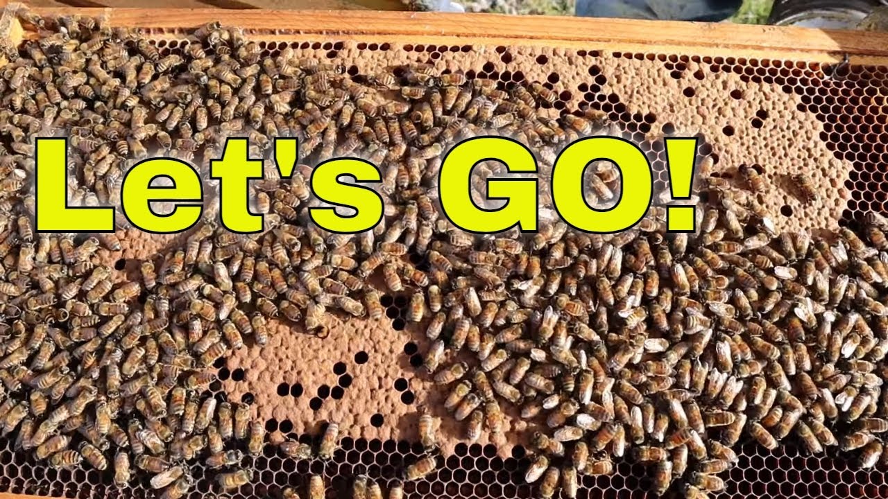 🔵Brood is ALREADY underway! Pollen Patty Time! Jan 28th