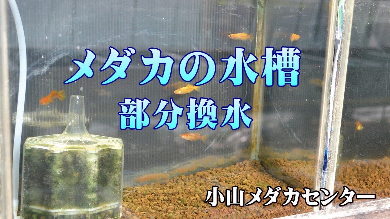 メダカの水槽　部分換水【めだか販売店　小山メダカセンター】