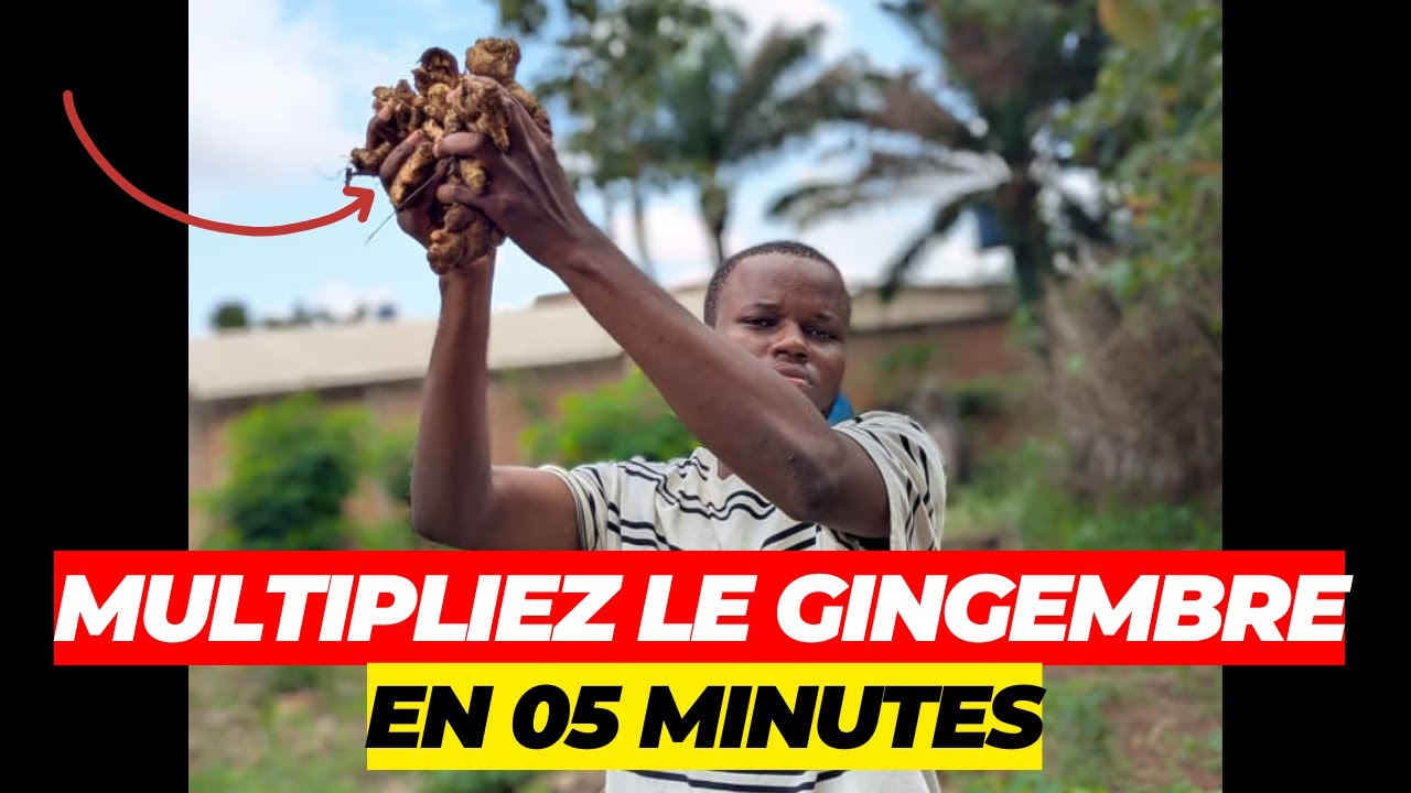 COMMENT MULTIPLIER LE GINGEMBRE EN 05 MINUTES