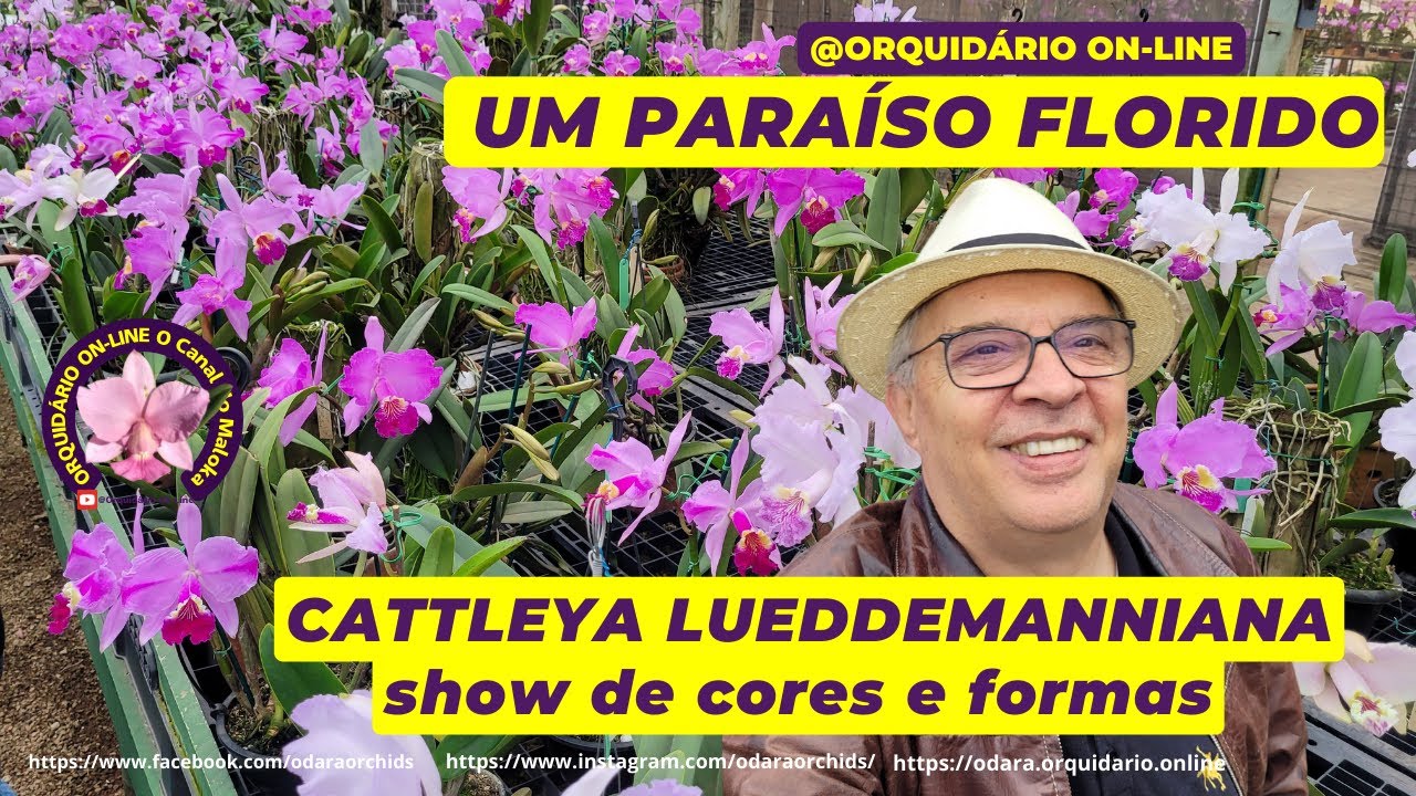 Encante-se com um Paraíso de #cattleya lueddemanniana em flor Visita ao Orquidário Americana Um Show