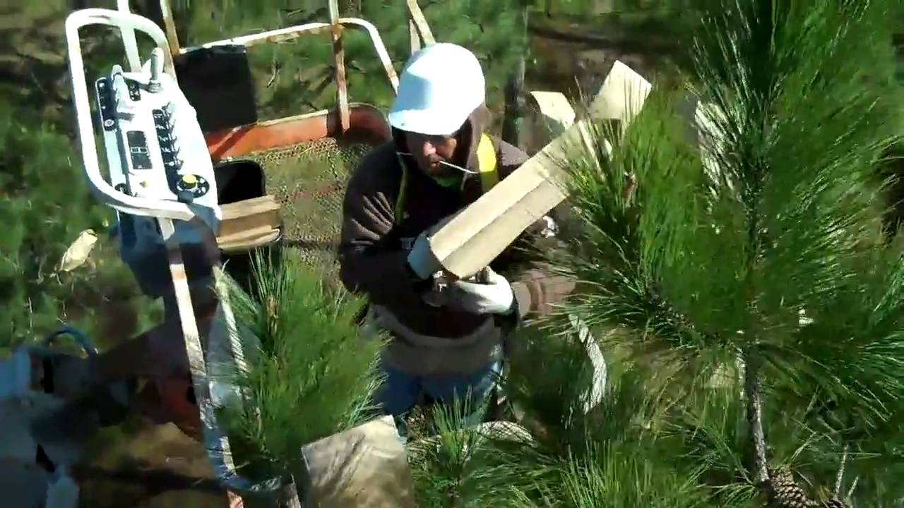 Stone Forestry - Bagging Pine Flowers for Pollination