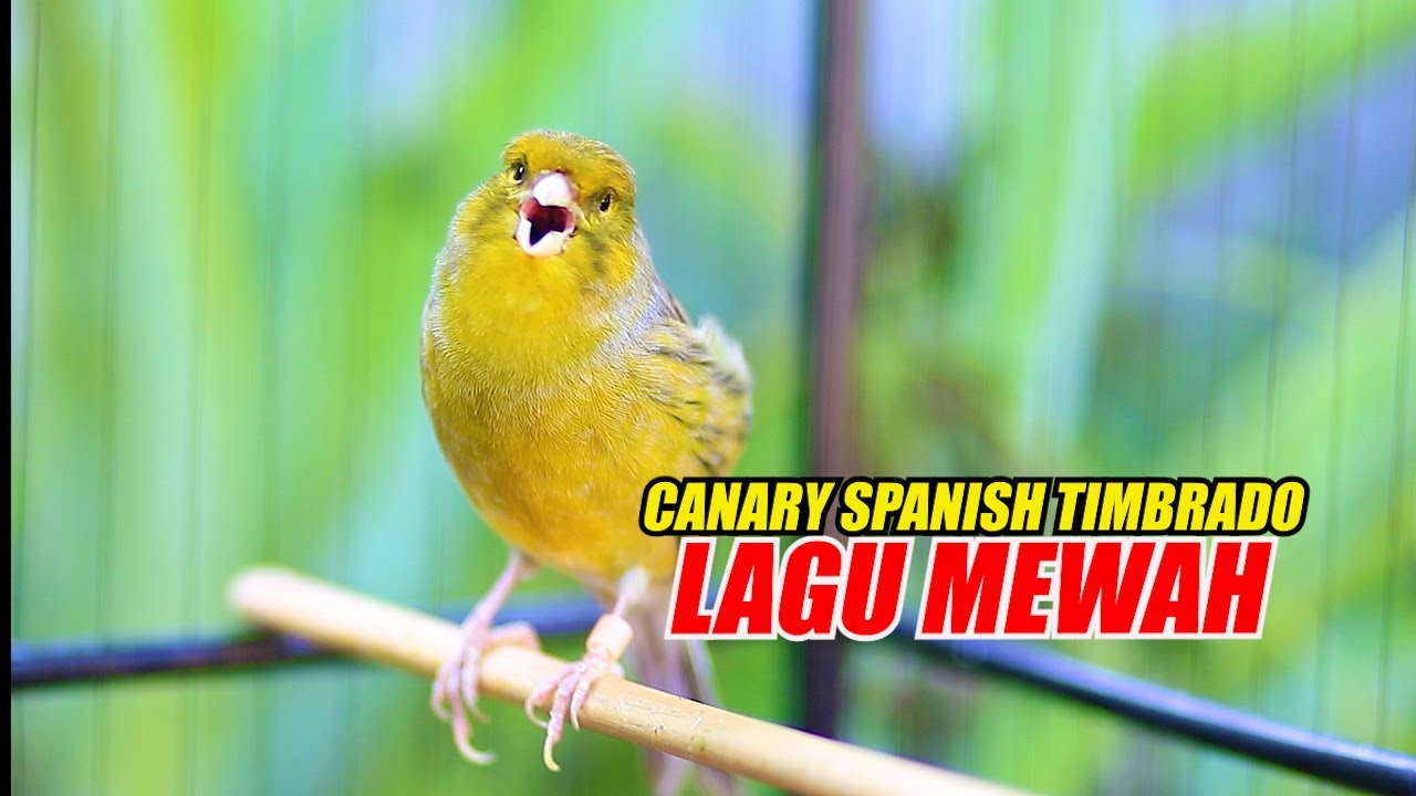 CANARY SPANISH TIMBRADO GACOR, MASTERAN KENARI JUARA