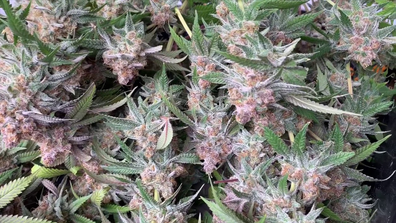Harvesting Bahama Mama by Solfire Gardens on Day 59 Indoor Cannabis Grow Room