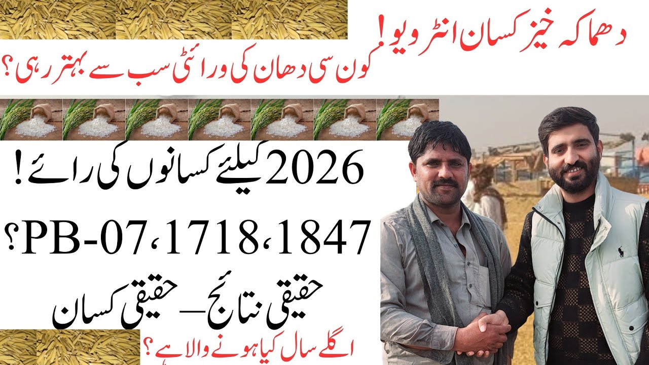 Best Paddy Varieties Review 2025 | Farmer Feedback & Rice Crop Planning for 2026| 