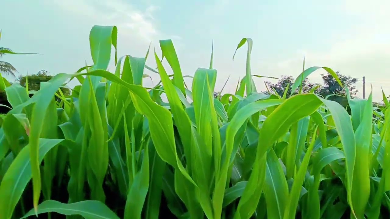 #આ છે અમારા માલ ઢોર ની ઝાર અને મકાઈ#🌽