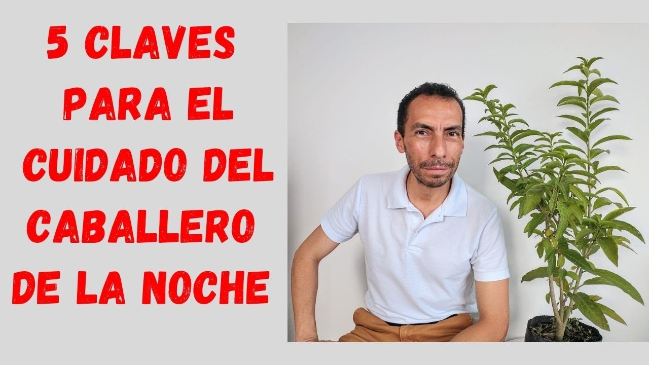 5 Aspectos claves de la planta Caballero de La Noche
