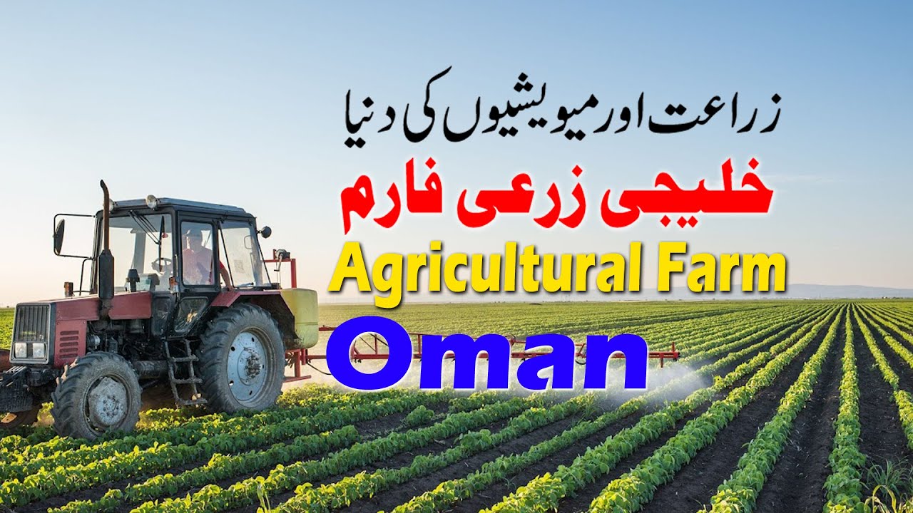 Oman Vlog Hindi Urdu | Animal and Agricultural Farm Tour | CDB TV Urdu | عمان کی سیر |