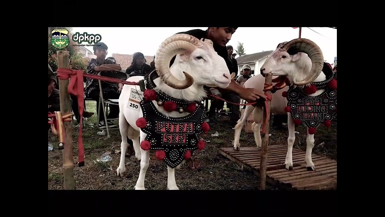 PESTA PATOK PIALA BUPATI TASIKMALAYA 2024 PESTA PETERNAK DOMBA DAN KAMBING SE-KABUPATEN TASIKMALAYA