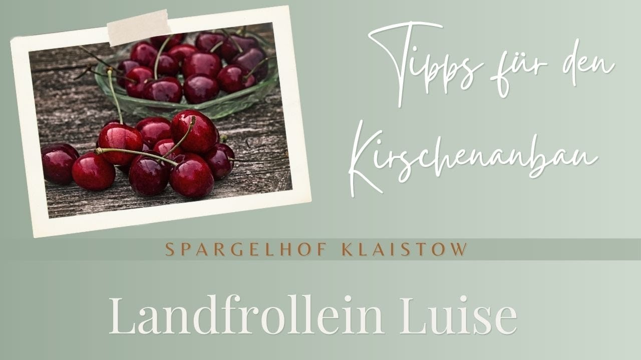 Tipps für den Kirschenanbau