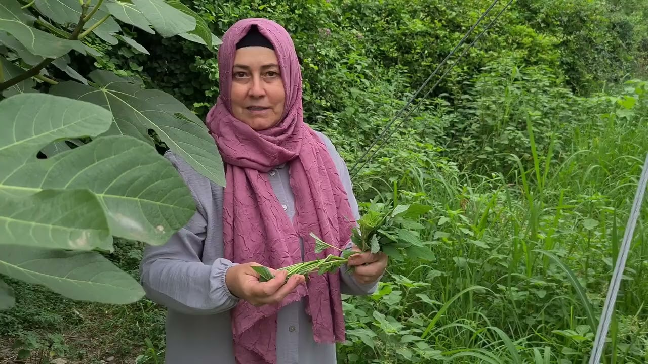 Bu Ot Kanı Temizliyor, Sirken Otunun Şifası, Tanıtımı, Yemeğinin Tarifi