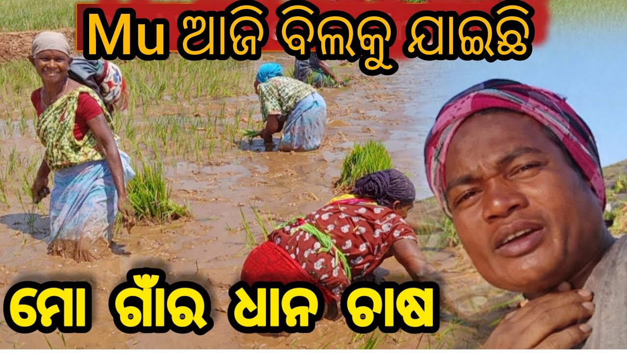 Rice Farming Work #PrafullaTading #viral #video