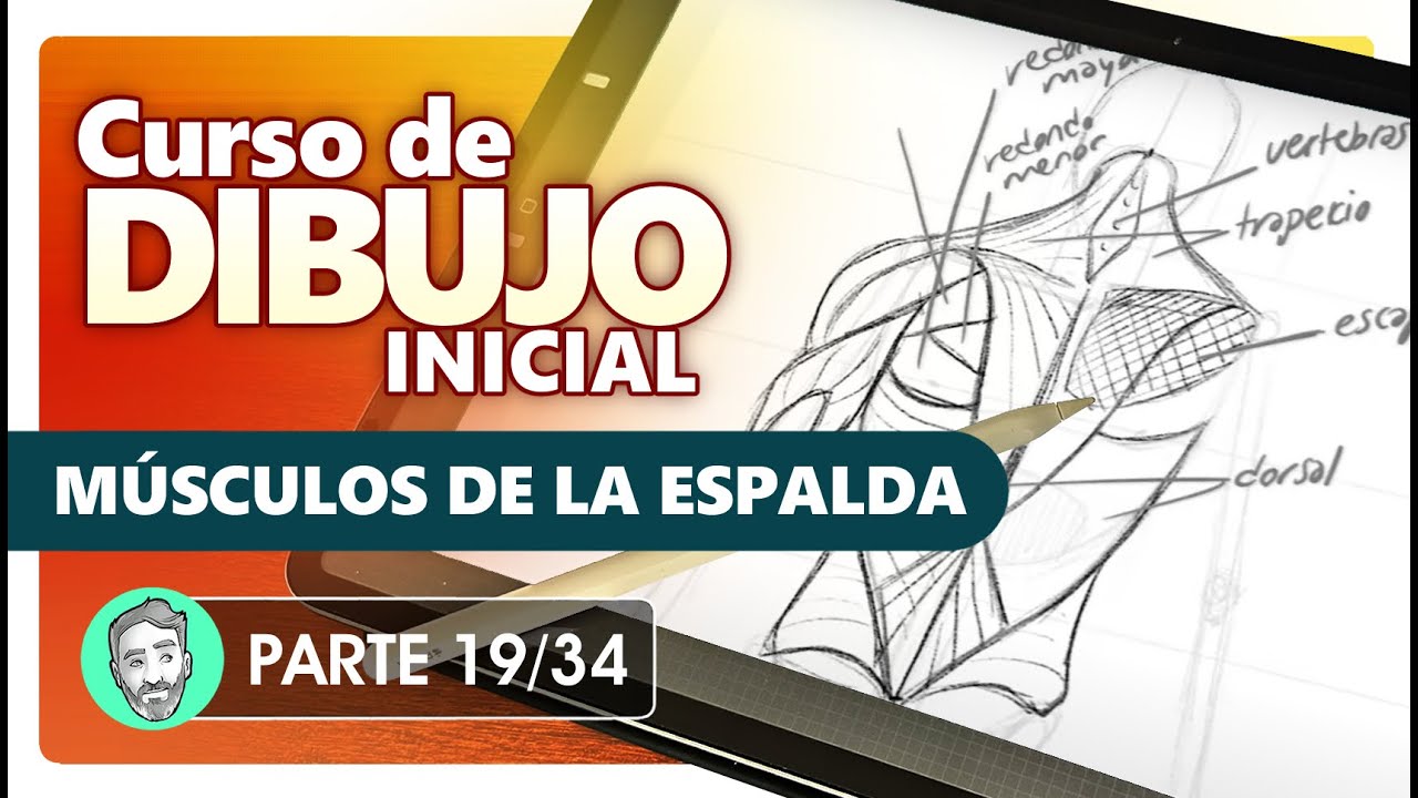 Curso de Dibujo Inicial | 19. Musculatura: Espalda