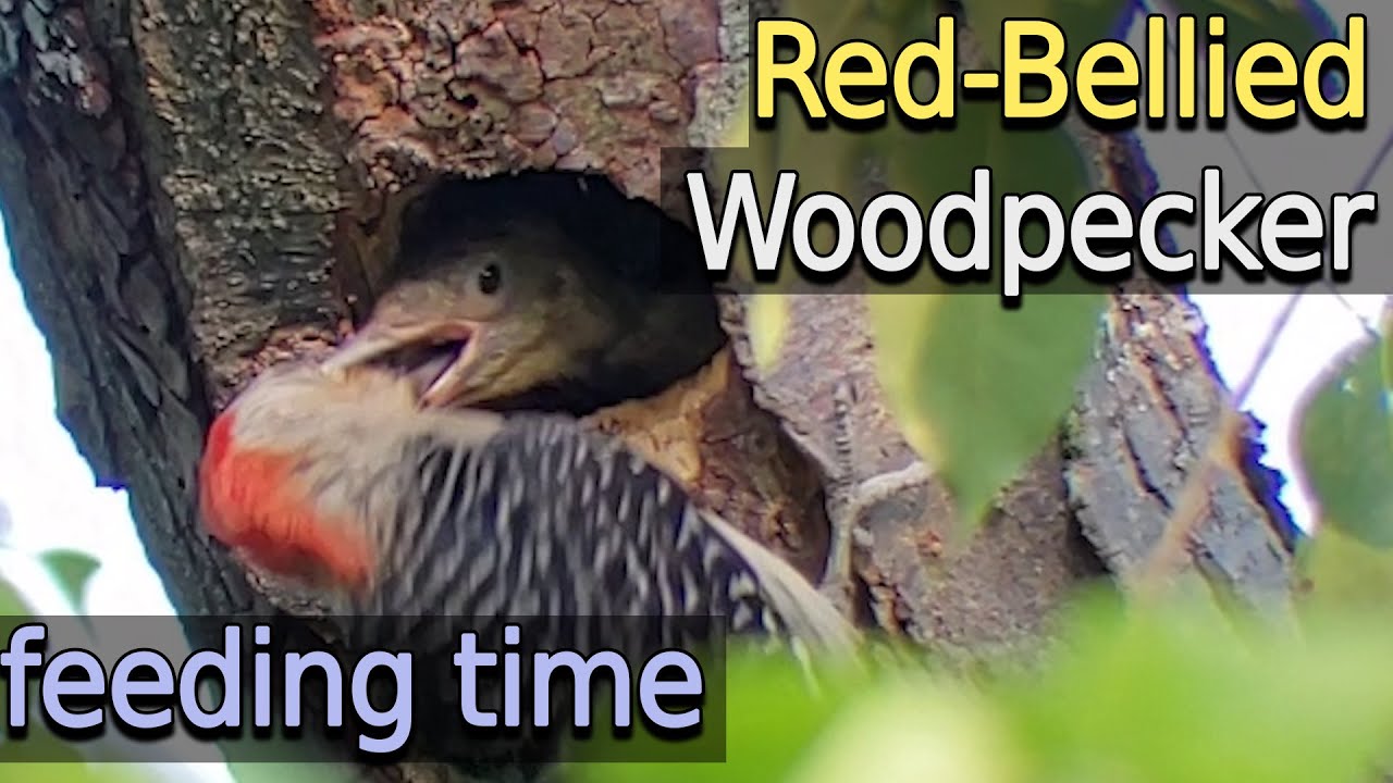 Red-Bellied Woodpecker nest with chick