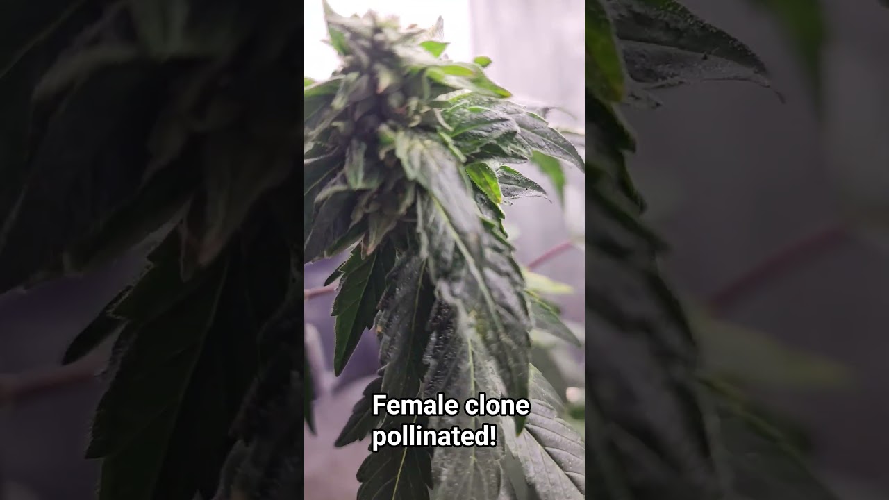 Female clone pollinated with reversal pollen from the same plant.