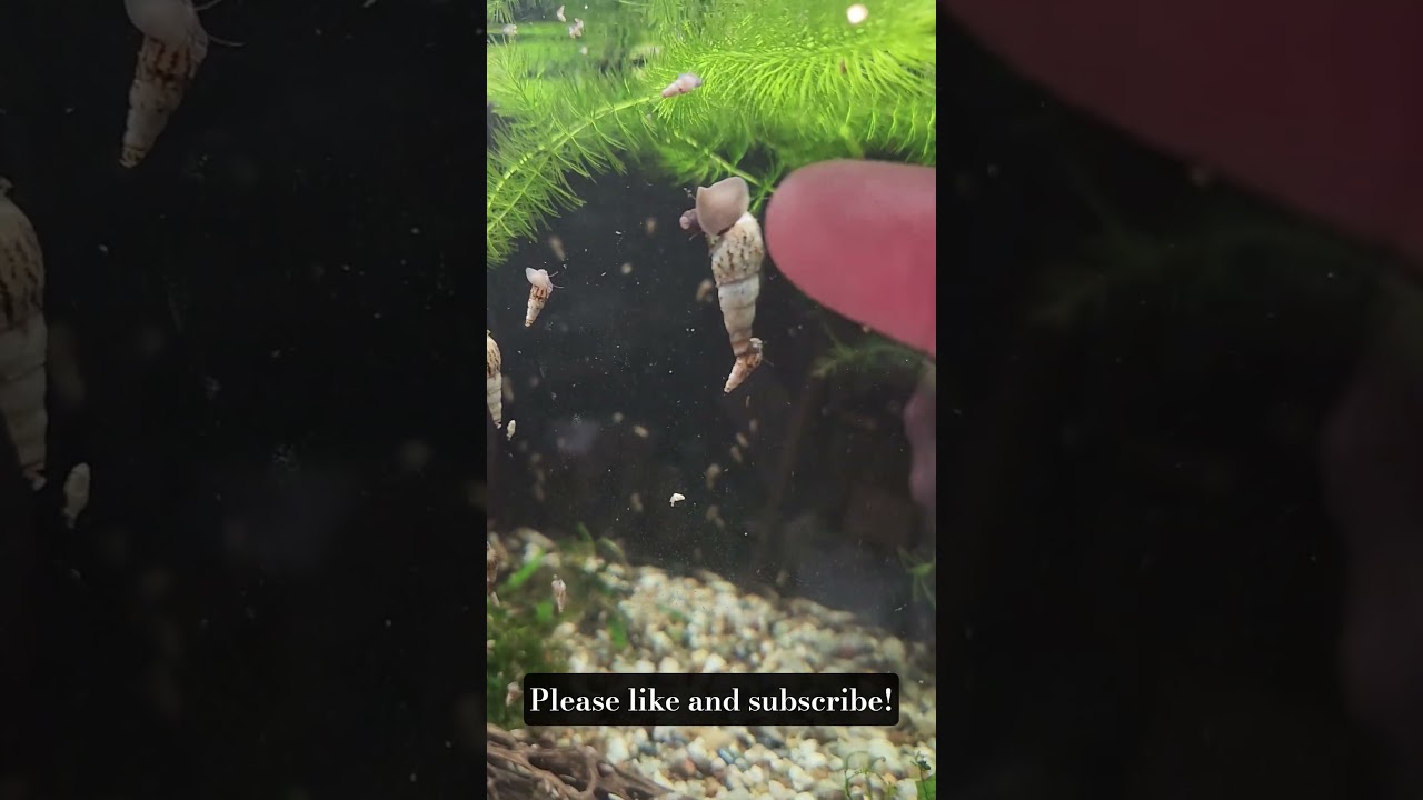 Ramshorn snails gone... enter the 2nd wave!! Malaysian Trumpet Snails!