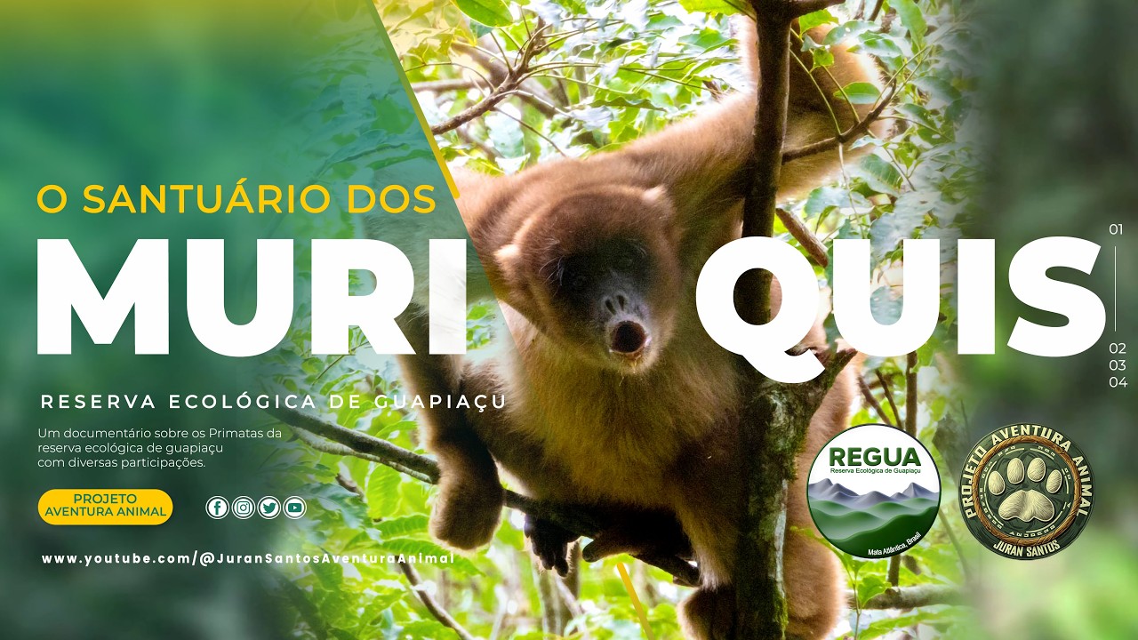 O #SANTUÁRIO DOS #MURIQUIS - RESERVA ECOLÓGICA DE #GUAPIAÇU - RJ