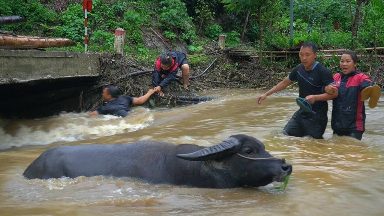 natural disaster strikes, bridge and buffalo are swept away, young couple tries to save what is left