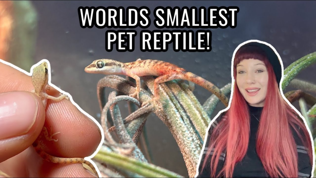 MICRO GECKO'S! The Worlds Smallest Pet Reptile?